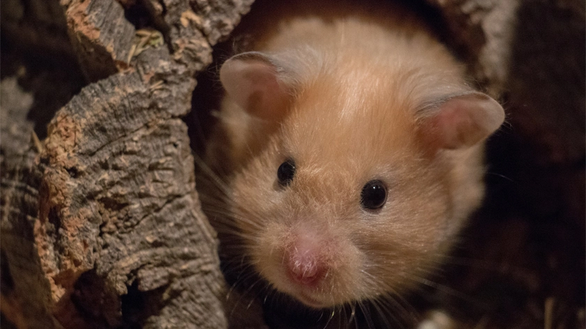 Ein Goldhamster schaut heraus aus einer Röhre, welche aus Rinde besteht. Man sieht lediglich den Kopf des Hamsters.