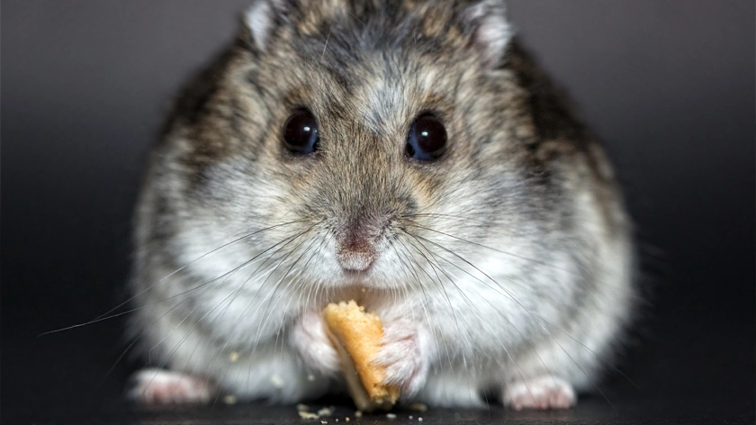 Kleiner grau-brauner dicker Hamster frisst ein kleines Stück einer Nuss.